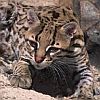 Ocelot