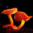 Orange Fungii