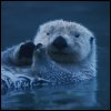 Otter