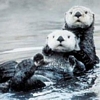 Otters