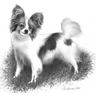 Papillon In Black & White