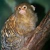 Pigmy Marmoset