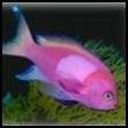 Pink Fish