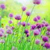 Purple Wild Flowers