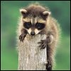 Racoon baby