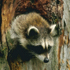 Racoon gif