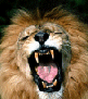 Roaring Lion