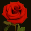 Rose png