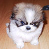Ruffy