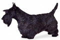 Scottish terrier