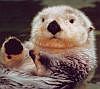 Sea Otter