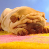 Sharpei 2