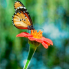 Sitting on a red flower