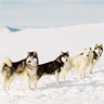 Sled dogs