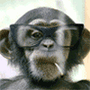 Smoking chimp