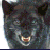 Snarling wolf