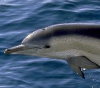 Spinner Dolphin