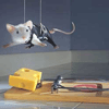 Stuart Little