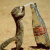 Thirsty Squirrel