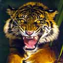 Tiger Angry