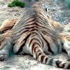 Tired Tiger