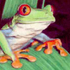 Tree Frog