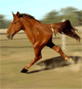 Two legged horse