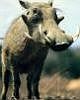 Warthog