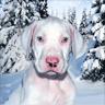 White Dog in Snow