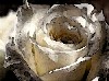 White Rose