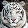 White Tiger 2