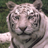 White Tiger 3