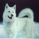 White happy wolf