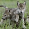 Wolf pups