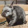 Wombat