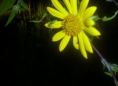 Yellow daisy