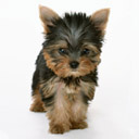 Yorkie Pup