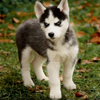 Young husky