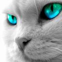 cat avatar 0084