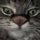 cat avatar 0292