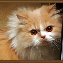 cat avatar 0659