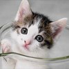 cute cat