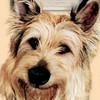 dog avatar 31