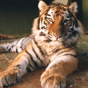 exotic animal avatar 0118