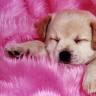 sleeping cute dog