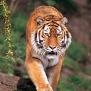 tigers lions avatars 0205
