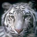 tigers lions avatars 1440