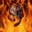 tigers lions avatars 2071