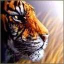 tigers lions avatars 2072