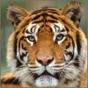 tigers lions avatars 2082